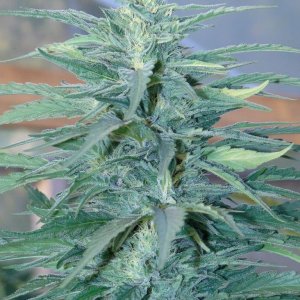 Organic_Greenhouse_Grown_Blueberry_x_Cheese_Cola