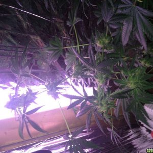 Royale Haze Grow