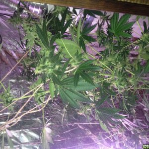 Royale Haze Grow