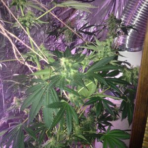 Royale Haze Grow