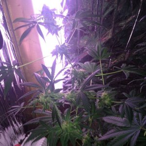 Royale Haze Grow