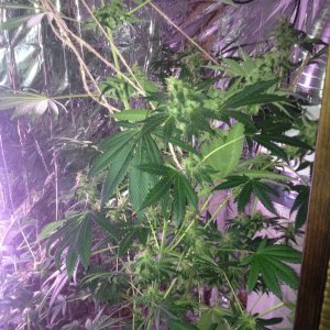 Royale Haze Grow