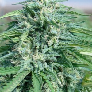 Greenhouse_AK-47_x_Grand_Daddy_Purple_Flower