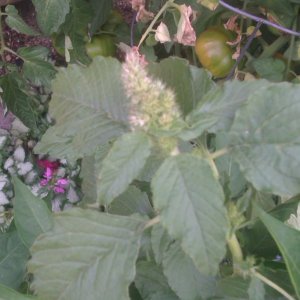 weird cross pollination of my jalapeno plant