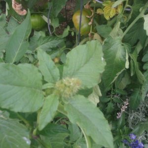 weird cross pollination of my jalapeno plant