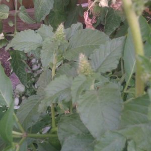 weird cross pollination of my jalapeno plant