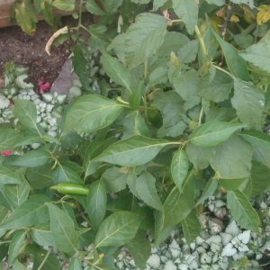 weird cross pollination of my jalapeno plant