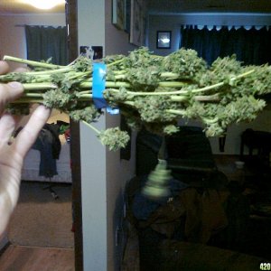 purple kush harvest