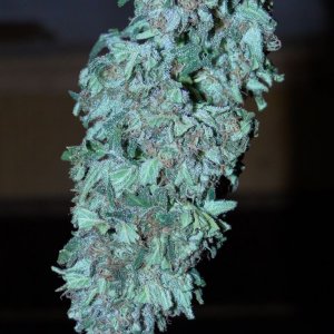 Freshly_Harvested_Organic_Blueberry_x_Cheese