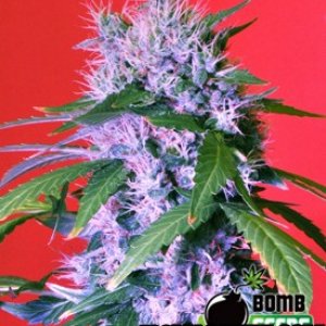 Berry Bomb Seed Company Photo