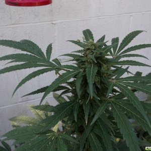 Outdoor Grow 2012 ( buds )