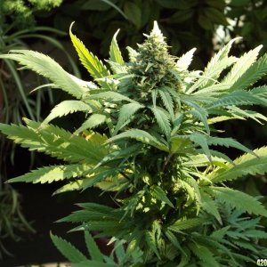 Outdoor Grow 2012 ( buds )