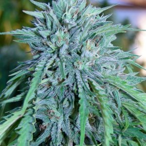 G_D_P_x_AK-47_Flower1