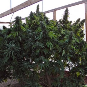 Grand_Daddy_Purple_x_AK-47_in_Flowering