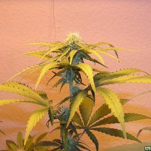 Golden_Goat_Bud_end_of_1st_wk_of_flower_1