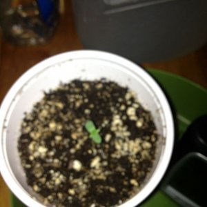 Grand Daddy Purp Grow from Seed