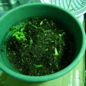 Week 3 indoor veg