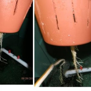 AEROPONIC ROOT PROGRESS