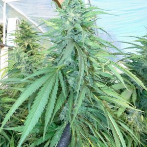 Greenhouse_Blueberry_x_Cheese_Main_Cola