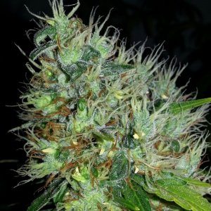 Blue Dream Hermaphrodite