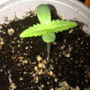 Grand Daddy Purp Grow from Seed