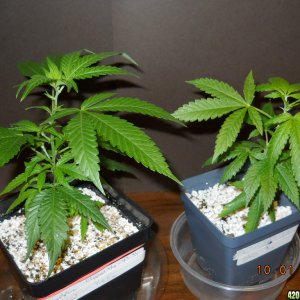 WW and BbG clones