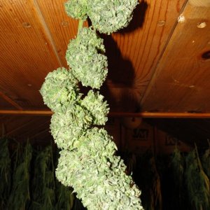 G_D_P_x_AK-47_Flower_in_Drying