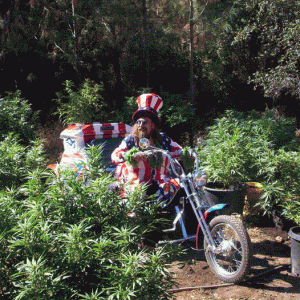 Captain Joint Visits the Medical Marijuana Gardens