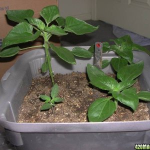 About 30 day Sunflowers