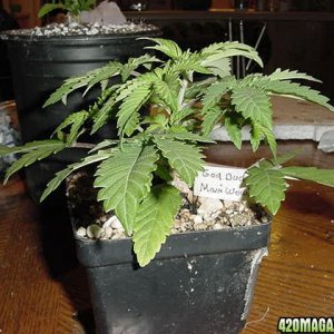 Bag seed Maui Wowi or God Bud