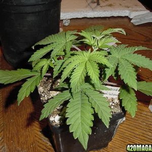 Bag seed Maui Wowi or God Bud