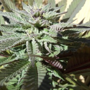 2012 LST GH Grow