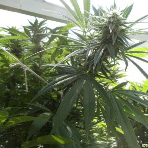 2012 LST GH Grow