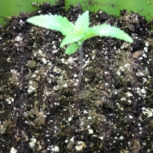 Grand Daddy Purp Grow from Seed