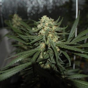 Northern_Lights_Big_Bud4