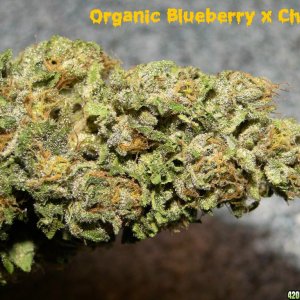 Organic_Blueberry_x_Cheese_Nug