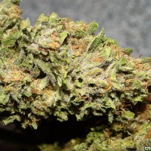 Greenhouse_Blueberry_x_Cheese_Dried_Nugget