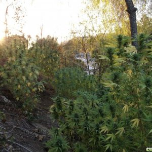 Outdoor Grow 2012