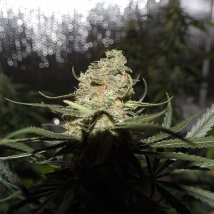 Northern_Lights_Big_Bud5