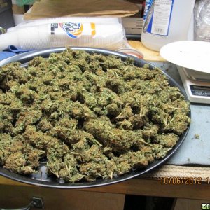 3/4 pound of Buds