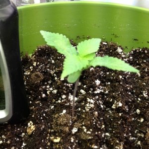 Grand Daddy Purp Grow from Seed