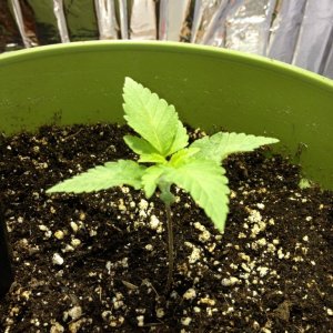 Grand Daddy Purp Grow from Seed