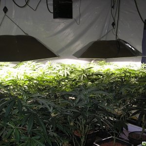 Legal_Indoor_Growroom