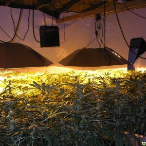 Legal_Indoor_Growroom_1