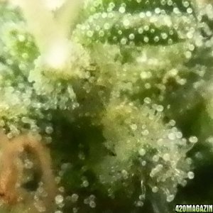 trichomes ripe?