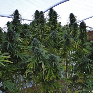 Greenhouse_G_D_P_x_O_G_Kush_Flowers