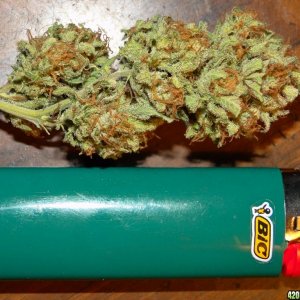 Organic_G_D_P_x_O_G_Kush_Bud