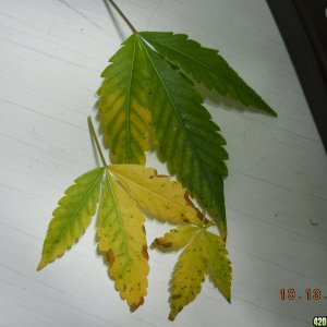 WW leaves