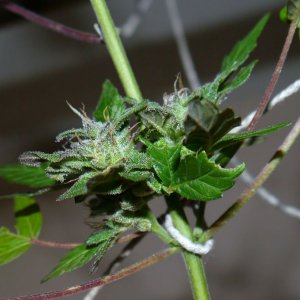 outdoor harvest