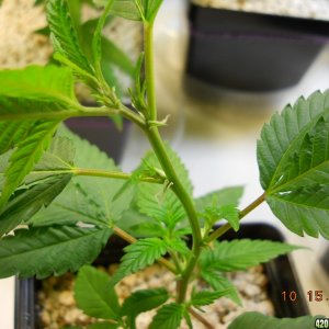 Blue Widow - vegging & flower hairs ???